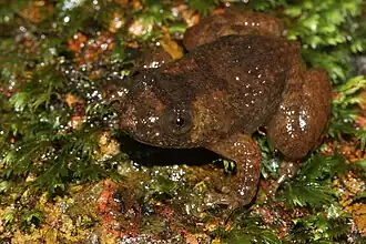 Description de l'image Davidraju Nyctibatrachus danieli (2).jpg.
