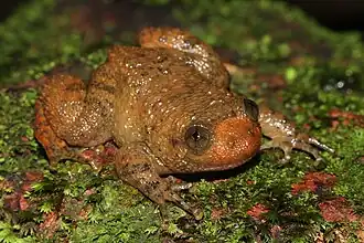 Description de l'image Davidraju Nyctibatrachus petraeus (2).jpg.