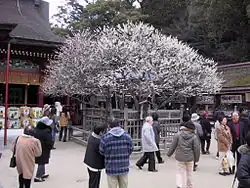Tobiume, un abricotier du Japon, dans l'enceinte du Dazaifu Tenman-gū.