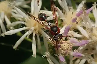 Afreumenes aethiopicus