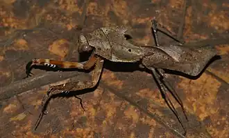 Deroplatys desiccata