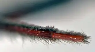 Détail d'une patte (sur cadavre)