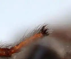 Détail d'une autre patte (sur cadavre)