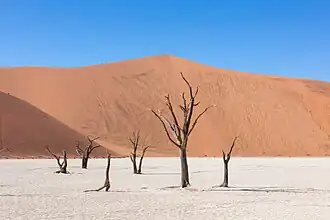 Arbres morts vieux de plus de 550 ans dans Dead Vlei.