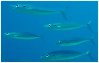 Decapterus macarellus