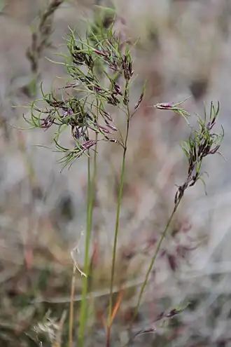 Deschampsia alpina près de Longyearbyen