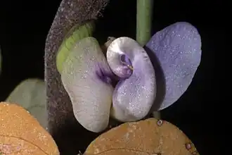 Description de l'image Decorsea schlechteri S-3751-11154.jpg.