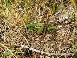 Dectique verrucivore, Decticus verrucivorus.