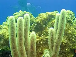 Briareum asbestinum (en)