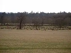 Vaste prairie avec, au fond, très nombreux cervidés broutant