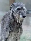 Scottish deerhound femelle de 14 ans.