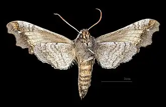 Face ventrale de la femelle (coll.MHNT)