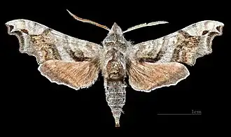 Face dorsale du mâle (coll.MHNT)