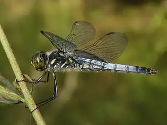 Description de l'image Deielia phaon(Female,Japan,2017.09.12,b).jpg.