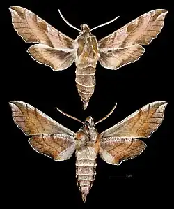 Deilephila askoldensis - Muséum de Toulouse