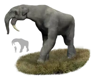 Deinotherium sp. (Deinotheriidae)