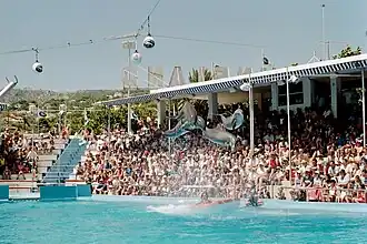 Spectacle de grands dauphins.