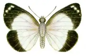 Description de l'image Delias ennia (ento-csiro-au).jpg.