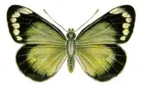 Description de l'image Delias harpalyce (ento-csiro-au).jpg.