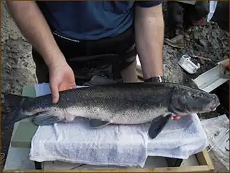 Description de cette image, également commentée ci-après