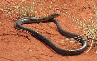 Description de l'image Delma nasuta, Spinifex Legless Lizard, Alice Springs.jpg.