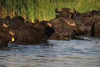 Troupeau de buffles du Levant