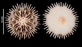 Description de l'image Deltocyathus cameratus (MNHN-IK-2009-1814).jpeg.