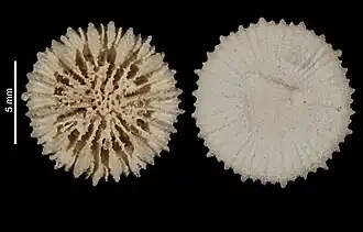 Description de l'image Deltocyathus crassiseptum (MNHN-IK-2009-1841).jpeg.