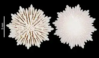 Description de l'image Deltocyathus stella (MNHN-IK-2009-1697).jpeg.