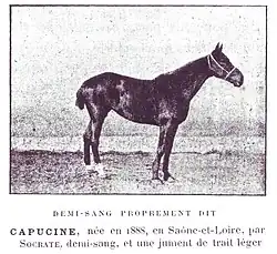 Photo en noir présentant un cheval de profil nu avec un licol.