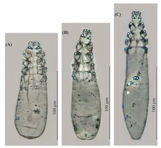 Description de cette image, également commentée ci-après