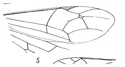 Demophorus fumipennis aile 1937 N. Théobald Holotype, éch Am14 p.&nbsp;305 pl. XXIV Hyménoptères du Stampien d'Aix-en-Provence.