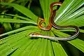 Dendrelaphis caudolineatuse