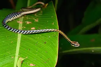 Description de l'image Dendrelaphis striatus, Banded bronzeback - Khao Sok National Park (50770104471).jpg.