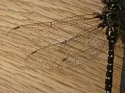 Dendroaeschna conspersa Wikimedia