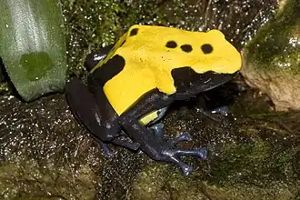 Dendrobates tinctorius "Citronella"