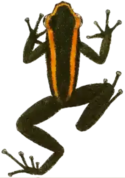 Représentation graphique d'une Phyllobates aurotaenia datant de 1913