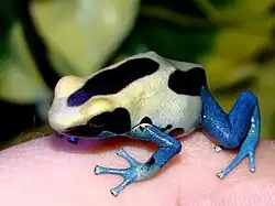 Dendrobates tinctorius "Patricia" (femelle)