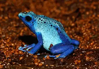 Dendrobate à tapirer au zoo de Karlsruhe.