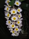Dendrobium amabile, au Jardin des fleurs de la préfecture d'Osaka, au Japon.
