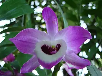 Dendrobium nobile, au Jardin botanique de l'université de Zurich, en Suisse.
