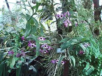 Dendrobium nobile, au Jardin botanique de l'université de Zurich, en Suisse.