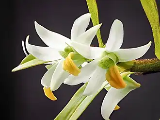 Description de l'image Dendrobium scabrilingue (25442160597).jpg.