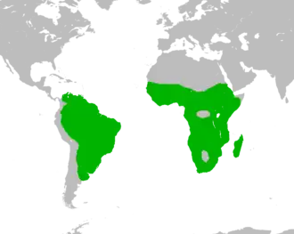 Description de l'image Dendrocygnaviduatarange.png.