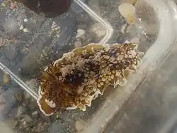 Dendrodoris denisoni