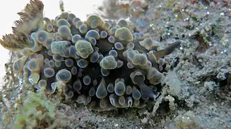 Dendrodoris gunnamatta