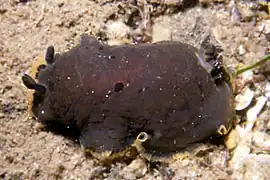 Dendrodoris limbata