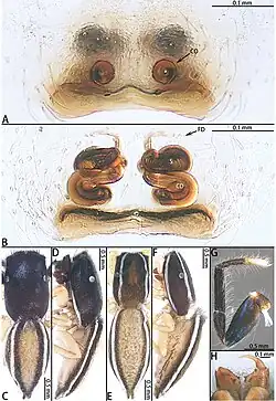 Description de l'image Dendroicius hotaruae (10.3897-zookeys.952.51849) Figure 4.jpg.
