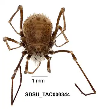 Description de l'image Dendrolasma mirabile Banks, 1894 (SDSU TAC000344).jpg.