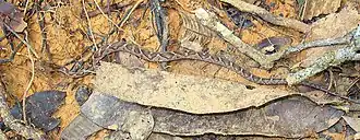 Description de l'image Dendrophidion_nuchale.jpg.